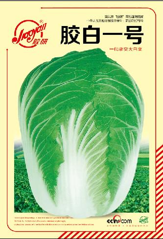 胶白一号——秋播白菜